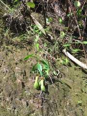 Nepenthes graciliflora
