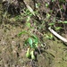 Nepenthes graciliflora - Photo (c) Mark David, alguns direitos reservados (CC BY-NC)