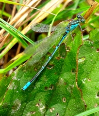 Paracercion hieroglyphicum