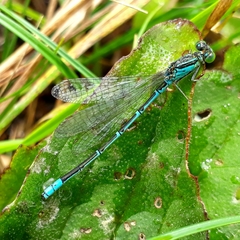 Paracercion hieroglyphicum