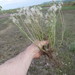 Podospermum laciniatum - Photo (c) mallaliev, algunos derechos reservados (CC BY-NC), subido por mallaliev