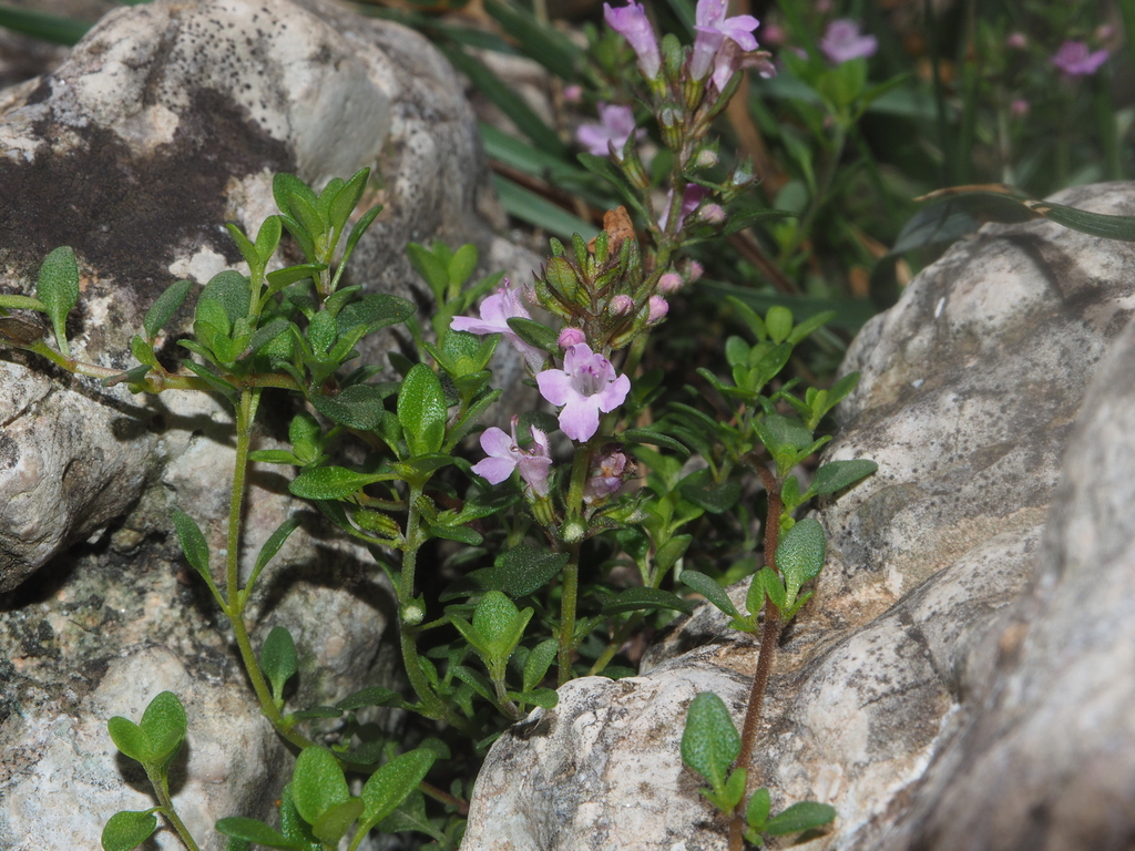Thymus willkommii