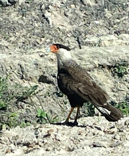 Crested Caracara