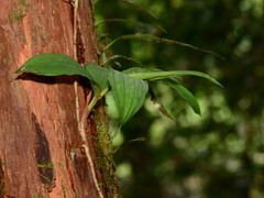 Claderia viridiflora