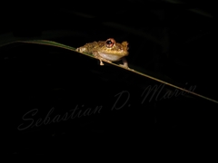 Buenaventura Rainfrog photo 2