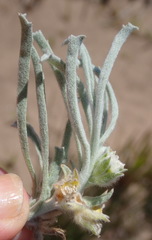 Centella tridentata litoralis