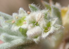 Centella tridentata litoralis