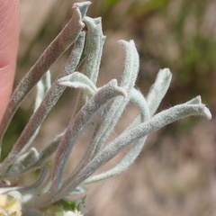 Centella tridentata litoralis