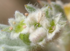 Centella tridentata litoralis