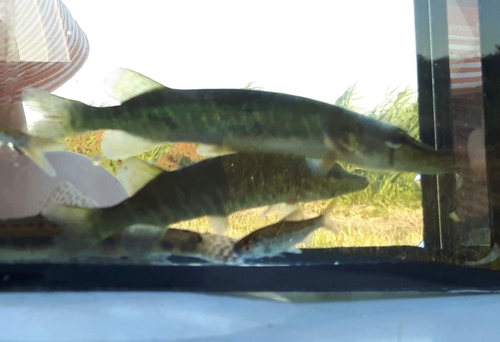 Northern Pike, 9213 VJ De Wilgen, Nederland, photo 7 of 10