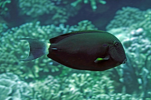 Acanthurus maculiceps observed 2025-11-13