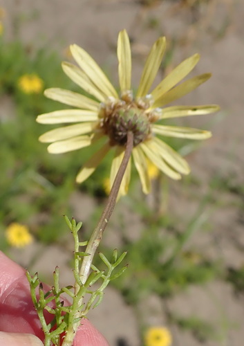Image of Ursinia chrysanthemoides by (c) Nicola van Berkel, some rights reserved (CC BY-SA)