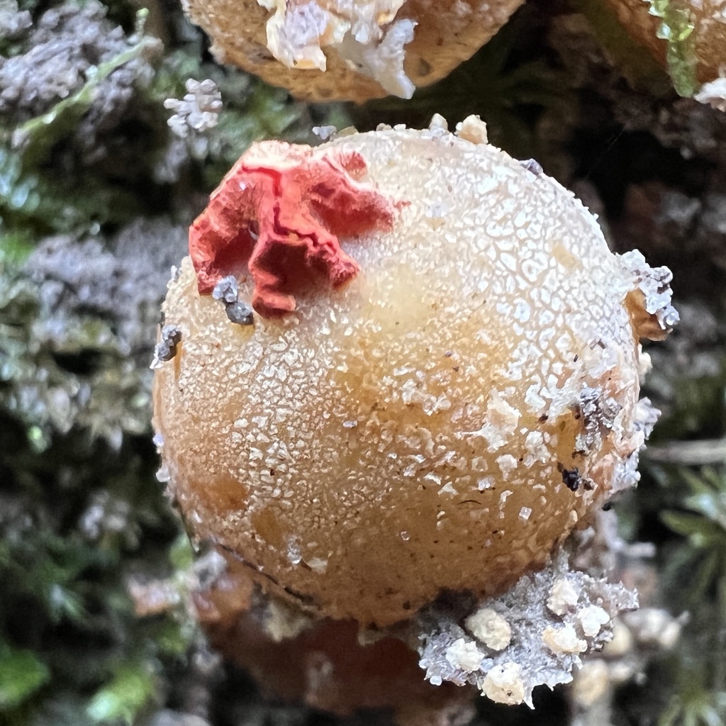 Calostoma ravenelii · November 2025 · photo: © annegp (iNaturalist, cc0)