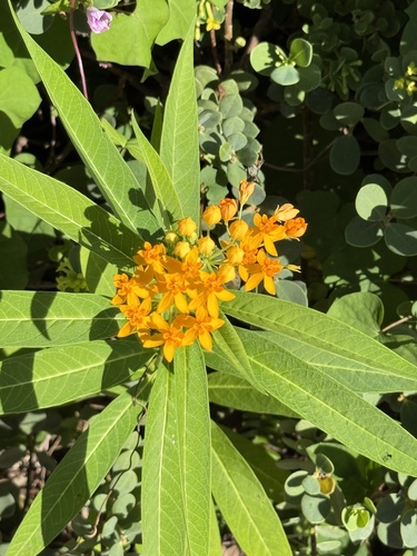 Asclepias curassavica observed 2025-11-26