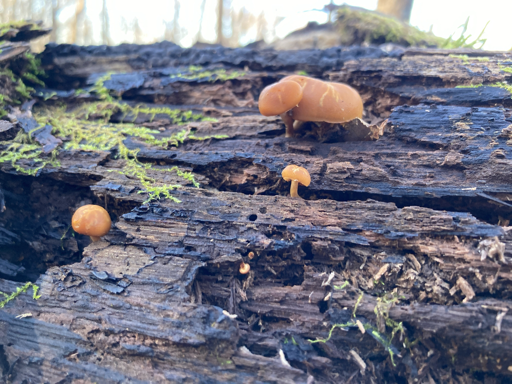 Galerina marginata · November 2025 · photo: © blushine (iNaturalist, cc-by)
