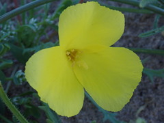 Eulobus sceptrostigma