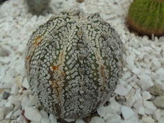 Astrophytum asterias