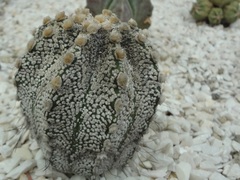Astrophytum asterias