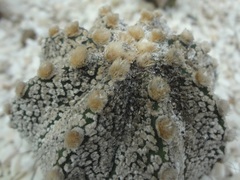 Astrophytum asterias