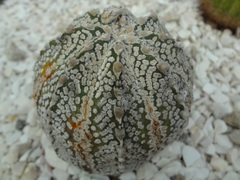 Astrophytum asterias