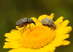 Mycterus curculioides