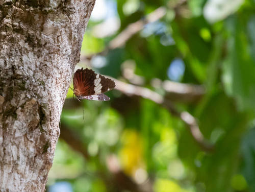 Red Cracker