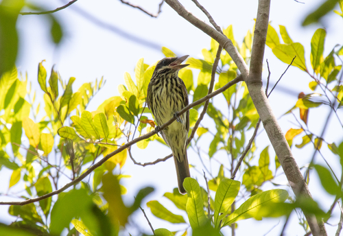 Streaked Flycatcher