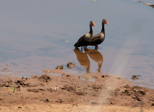 Black-bellied Whistling-Duck