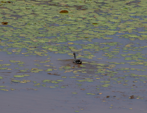 Common Gallinule