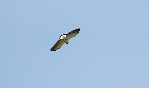 White-tailed Hawk
