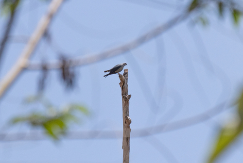 Plumbeous Kite