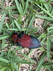 Coraliomela aeneoplagiata