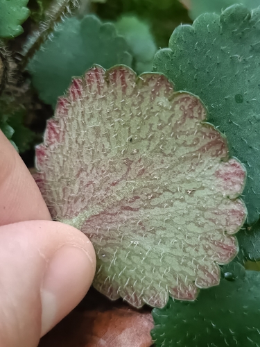 Kidney Saxifrage (Saxifraga hirsuta)