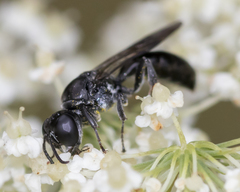 Crossocerus