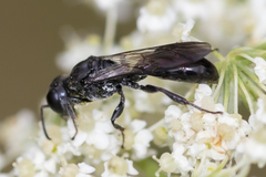 Crossocerus