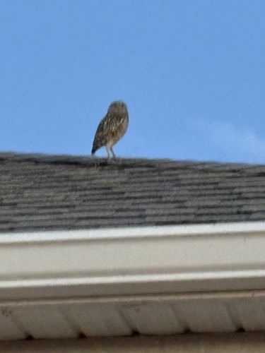 View observation of {o.common_name} on iNaturalist