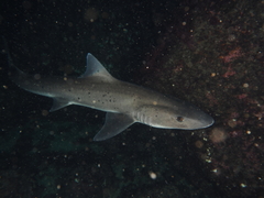 Spotted Houndshark photo 2