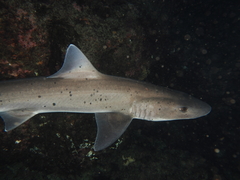 Spotted Houndshark photo 1