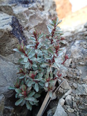 Epilobium pycnostachyum