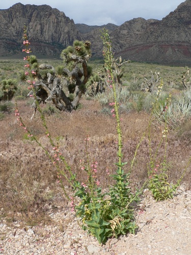Rosy Twotone Beardtongue (Penstemon bicolor)