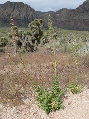 Penstemon bicolor