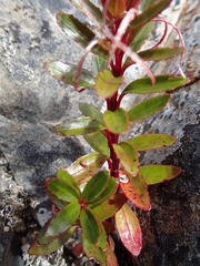 Epilobium brevipes