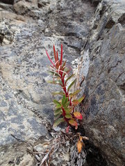 Epilobium brevipes