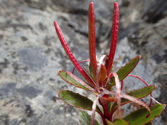 Epilobium brevipes