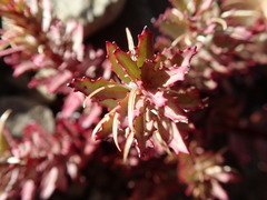 Epilobium pycnostachyum