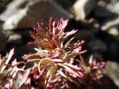 Epilobium pycnostachyum