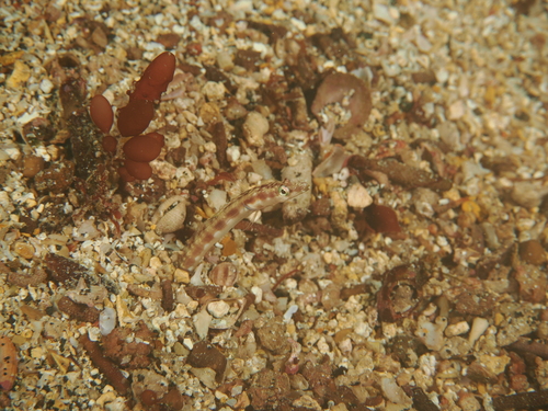 Schmitt's pikeblenny (Chaenopsis schmitti) — Chaenopsidae — 4