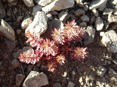 Epilobium pycnostachyum
