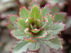 Epilobium pycnostachyum