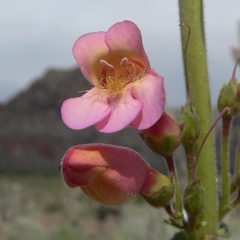 Penstemon bicolor, photograph (c) Stan Shebs, some rights reserved (CC BY-SA)